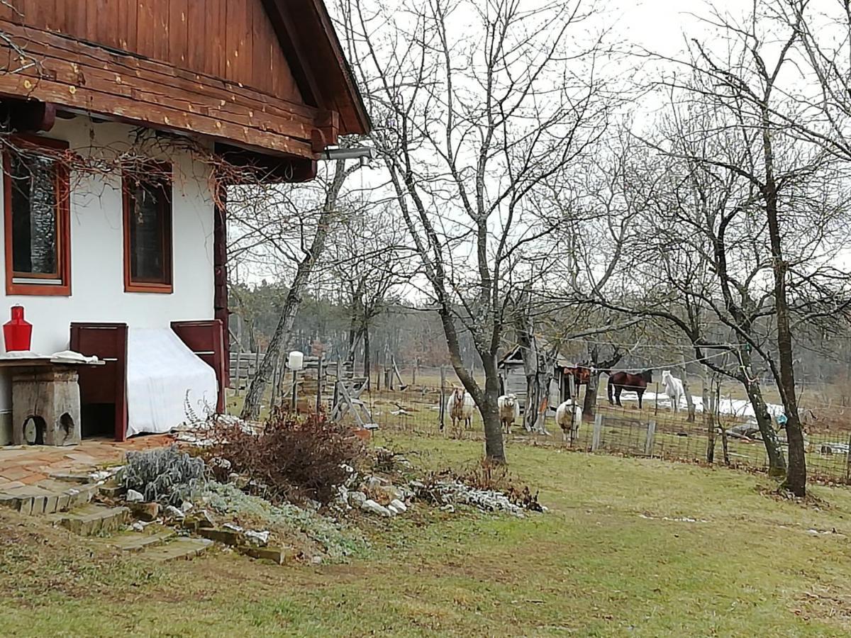 Fecskefeszek Vendeghaz Oriszentpeter Hotell Exteriör bild
